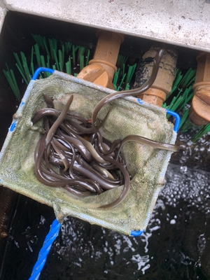 A picture of eels