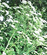 Hemlock plant