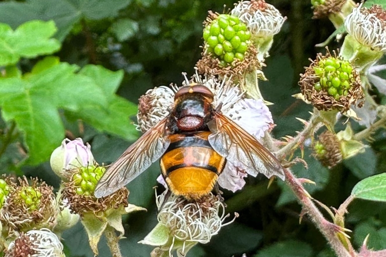 Mousehold brambles 2