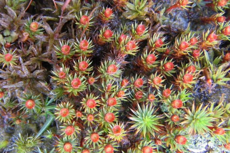Heathland