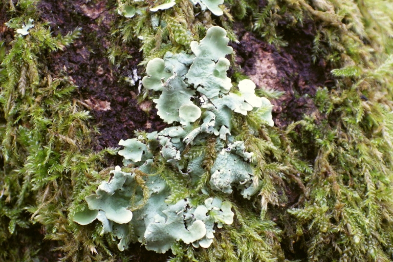 Oak Wood, Powdered Ruffle Lichen 