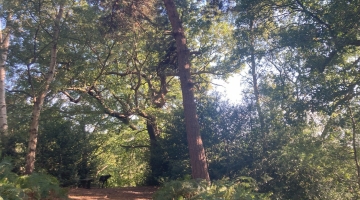 Lion Wood development project in Norwich